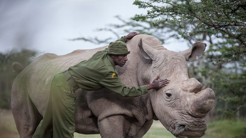 Northern White Rhinos