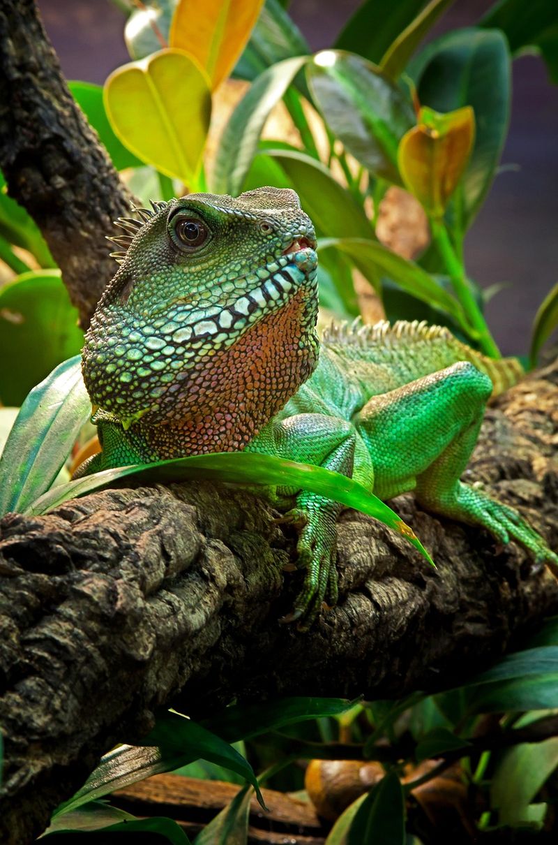 Drysdale River Bearded Dragon (Pogona microlepidota)