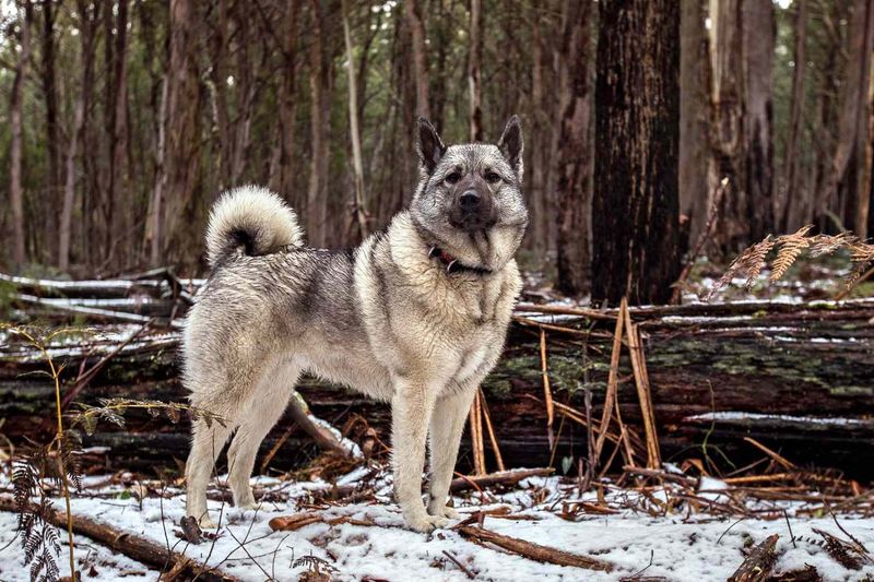 Norwegian Elkhound