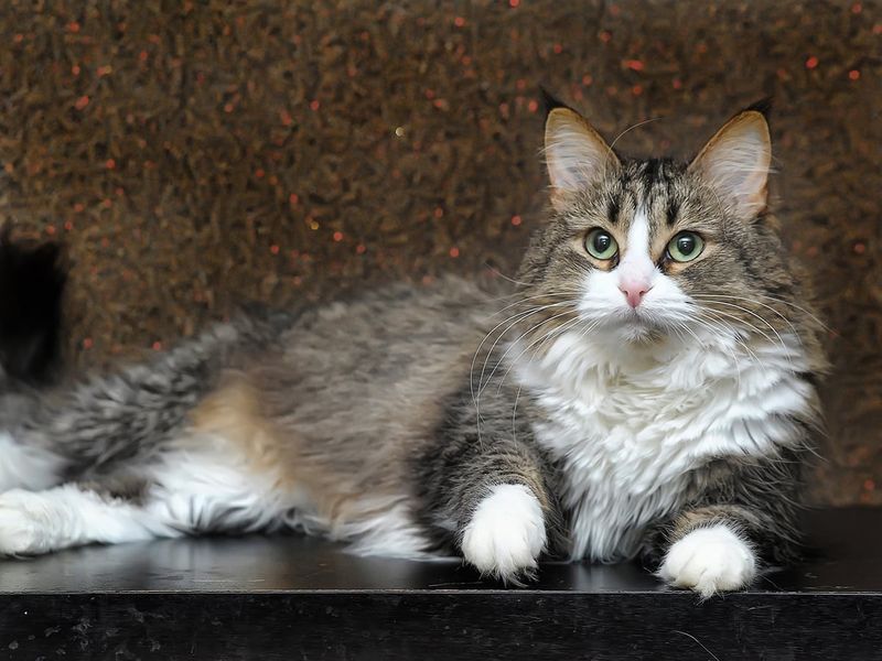 Norwegian Forest Cat