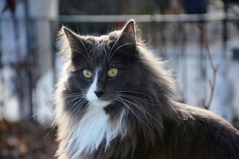 Norwegian Forest Cat