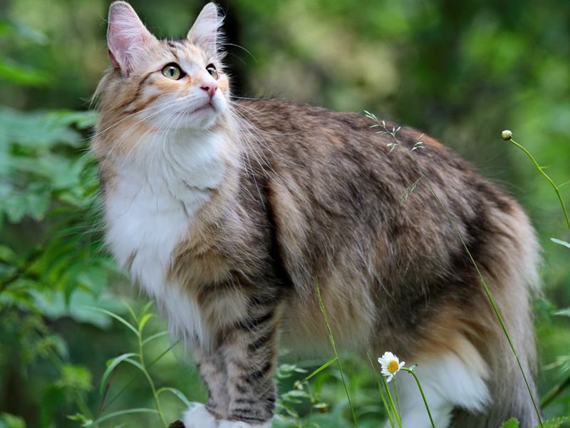 Norwegian Forest Cat