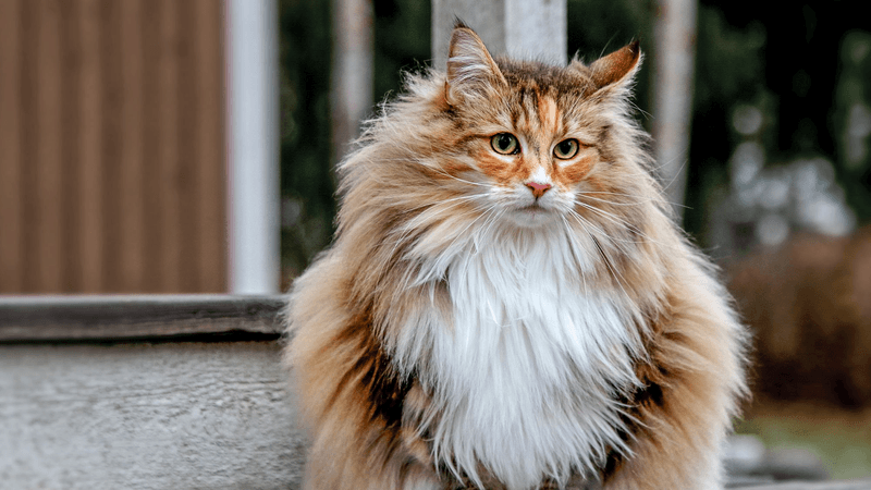 Norwegian Forest Cat