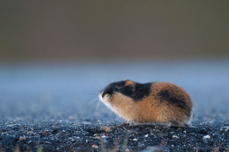 Norwegian Lemming