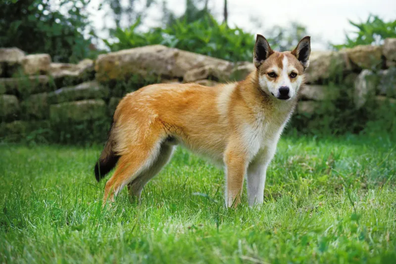Norwegian Lundehund