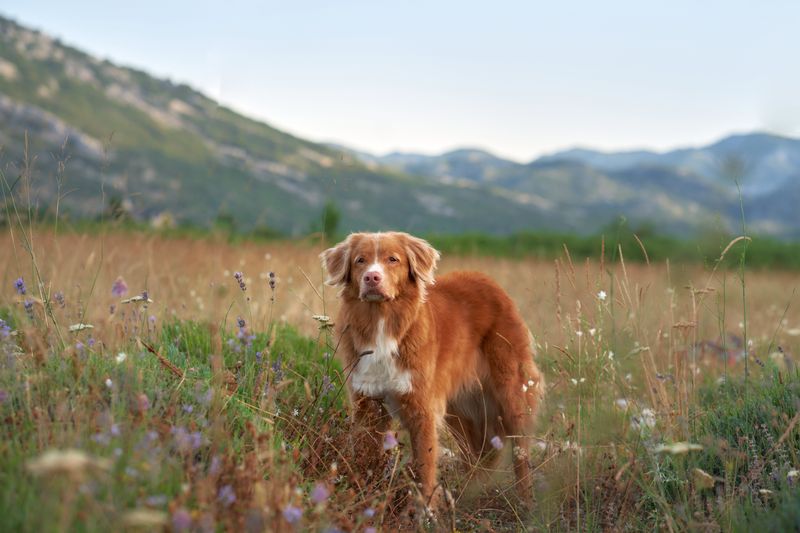 Nova Scotia Duck Tolling Retriever