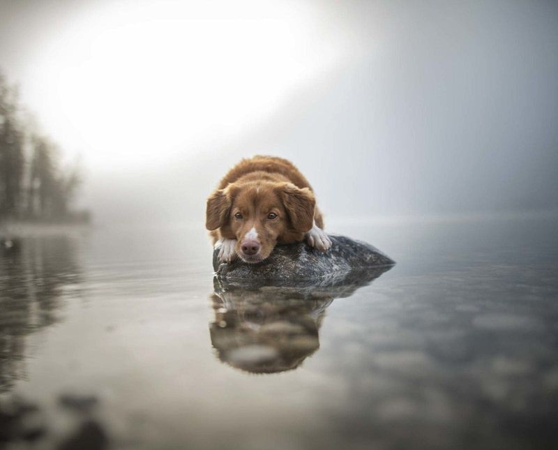 Nova Scotia Duck Tolling Retriever