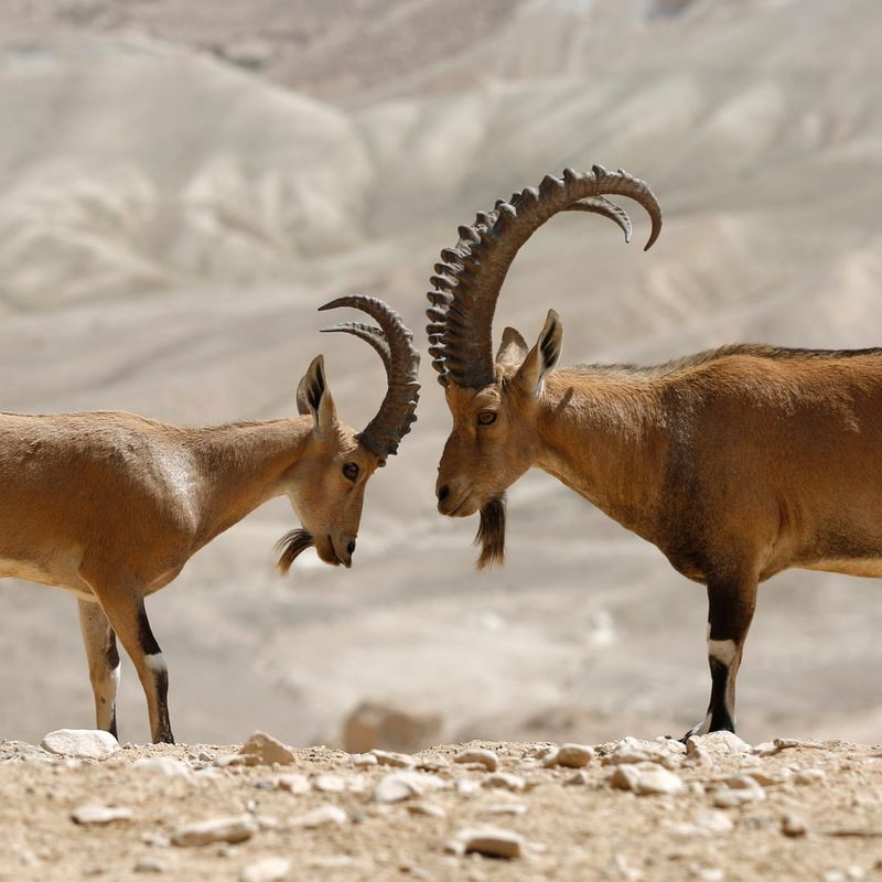 Nubian Ibex