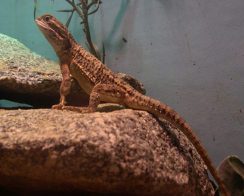 Lawson’s Bearded Dragon (Pogona henrylawsoni)