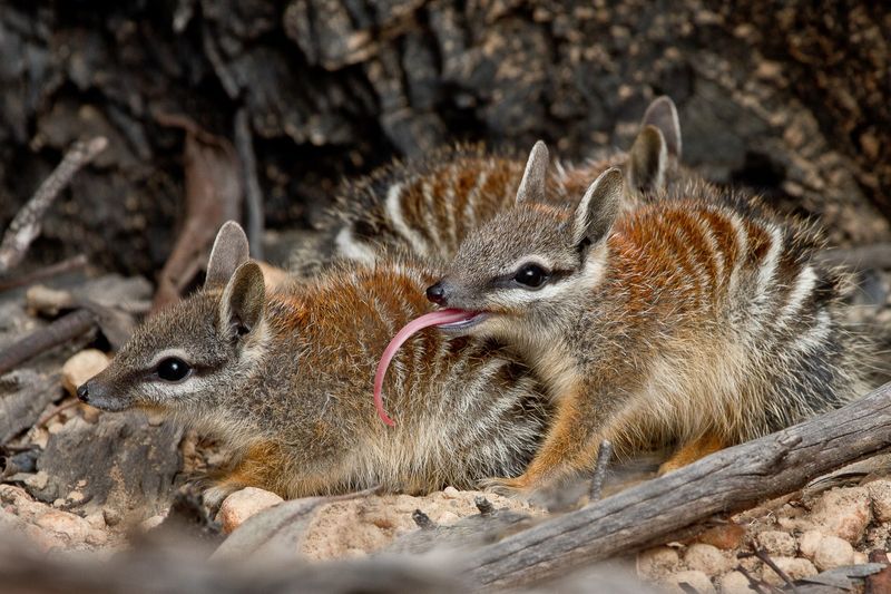 Numbat