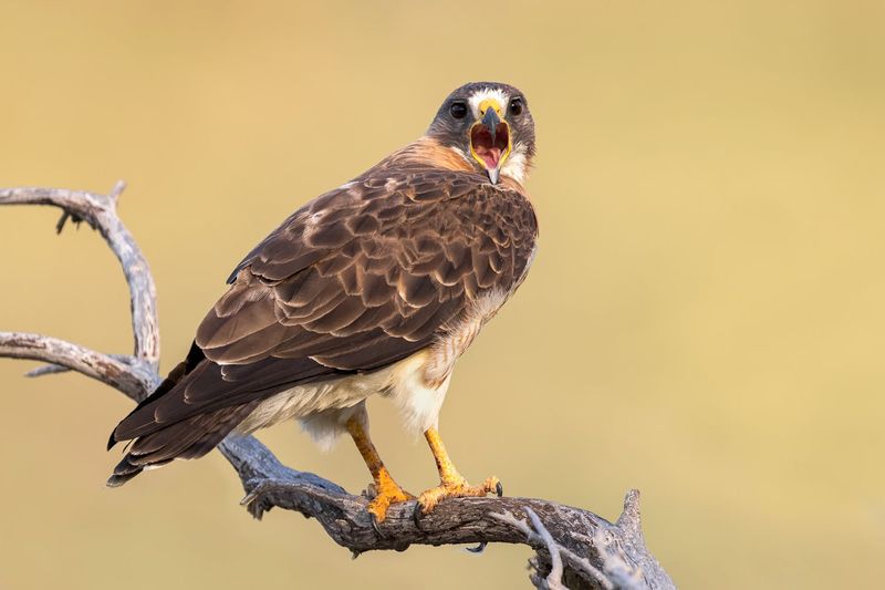 Observe Perching Habits