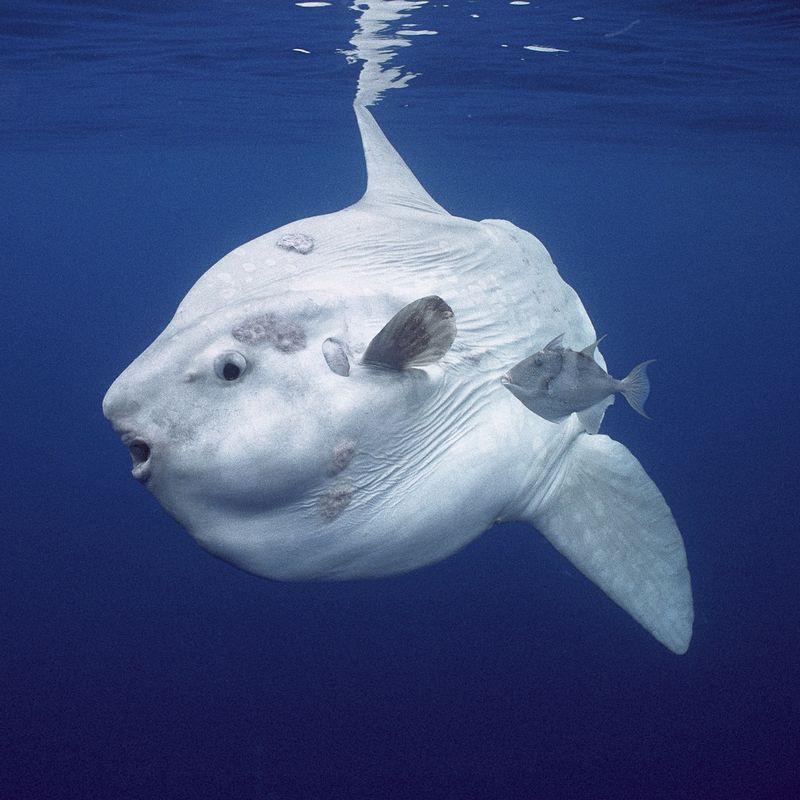 Ocean Sunfish