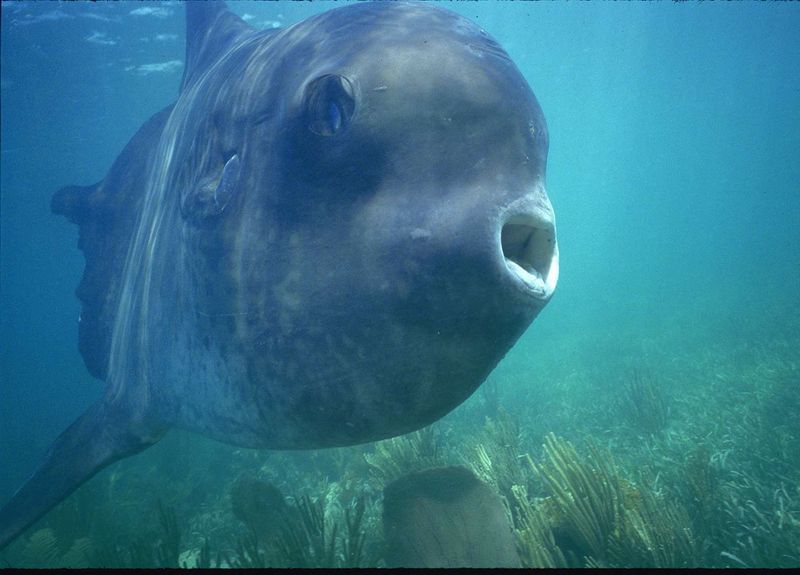 Ocean Sunfish