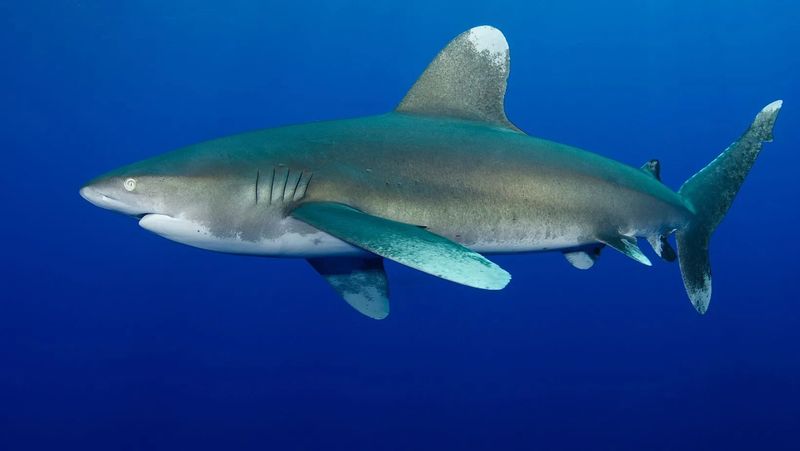 Oceanic Whitetip Shark