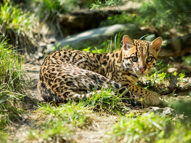 Ocelot