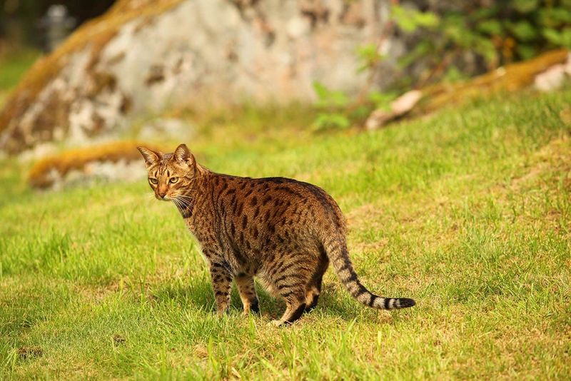 Ocicat