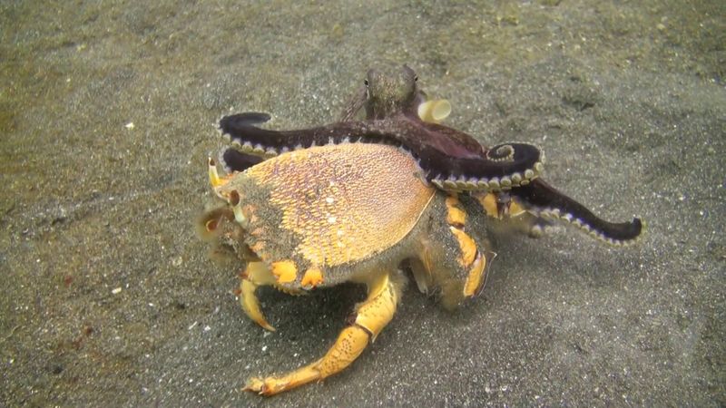 Octopus vs Crab