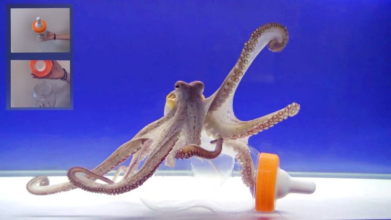 Octopuses' Problem Solving