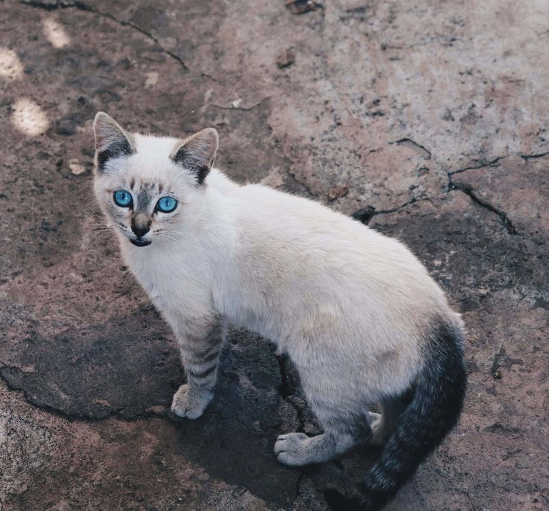 Ojos Azules