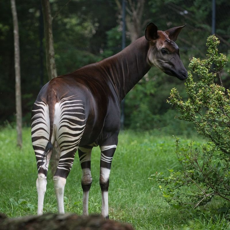 Okapi