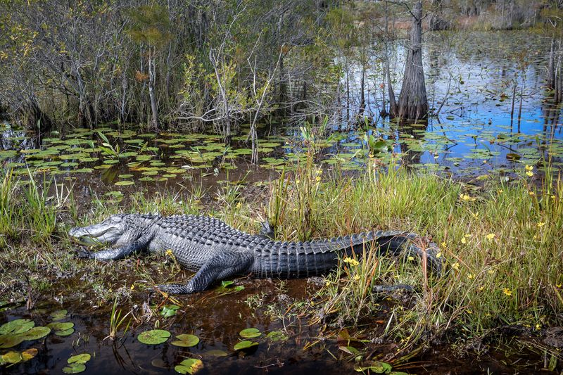 Okefenokee National Wildlife Refuge, Georgia