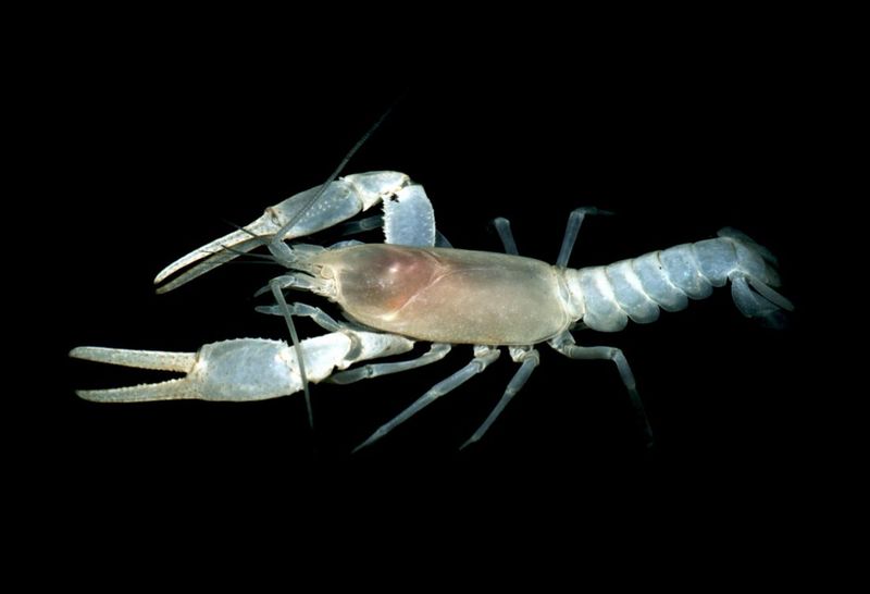 Oklahoma Cave Crayfish