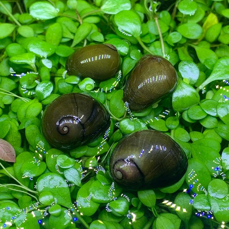 Olive Nerite Snail