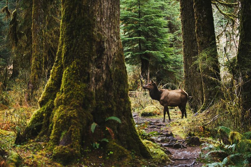 The 24 Best US National Parks To Visit If You Love Watching Wildlife The 24 Best US National Parks To Visit If You Love Watching Wildlife
