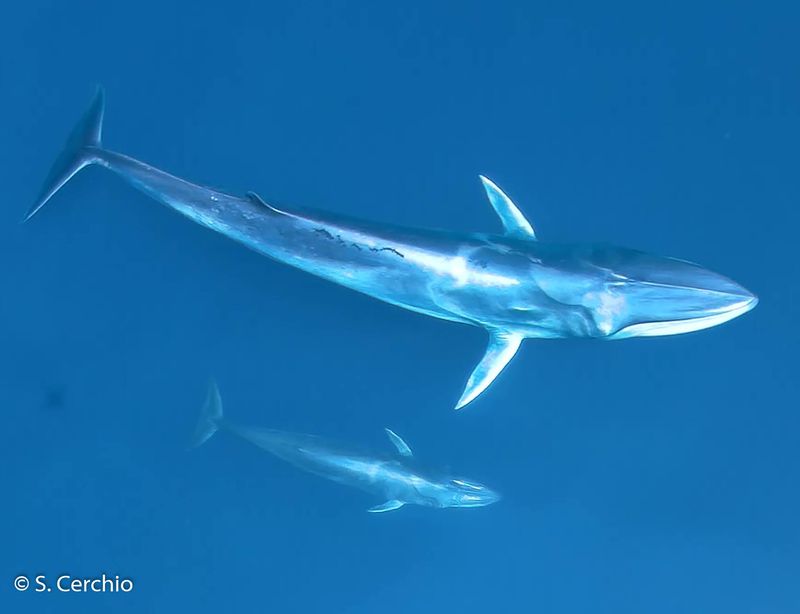 Omura's Whale