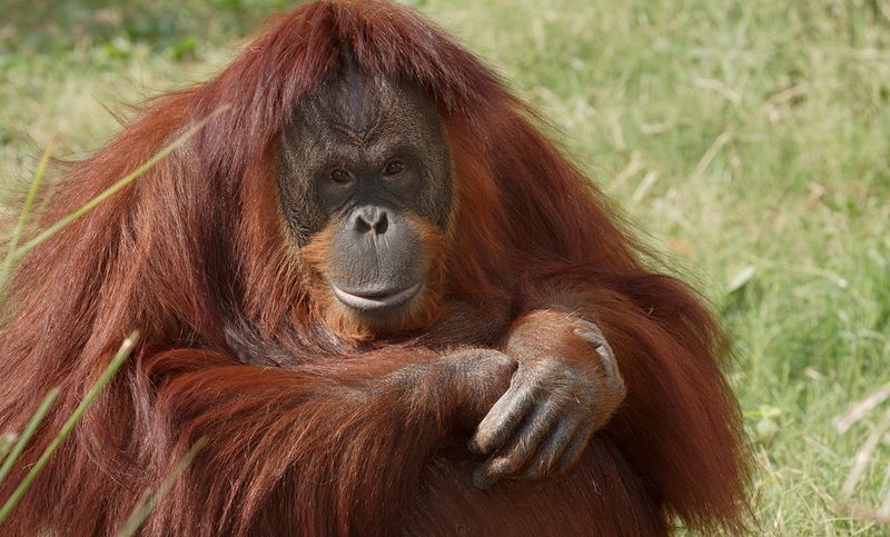 Orangutan