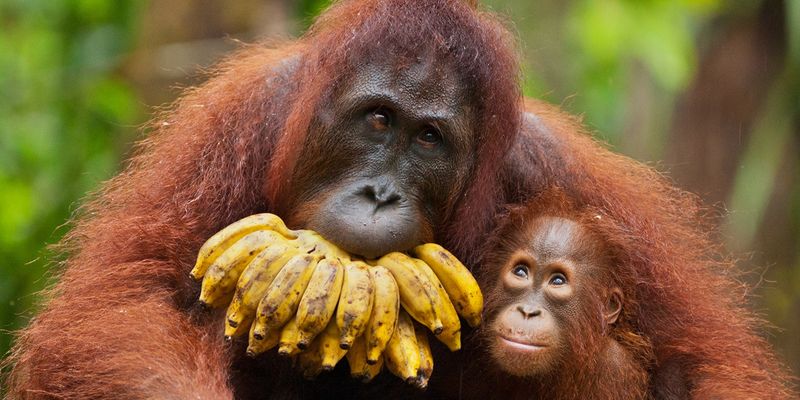 Orangutans