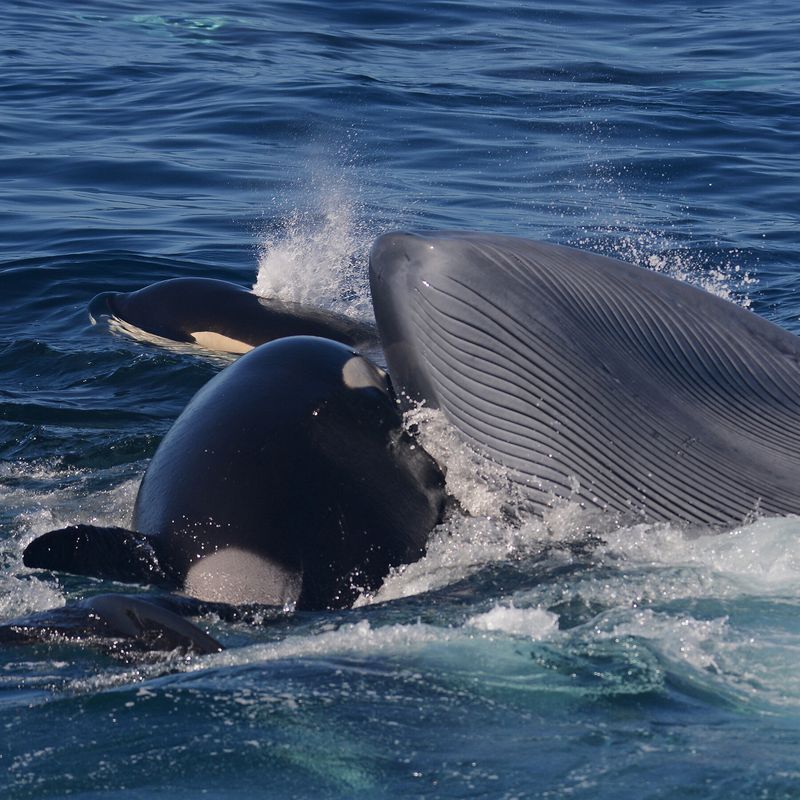 Orca vs Whale