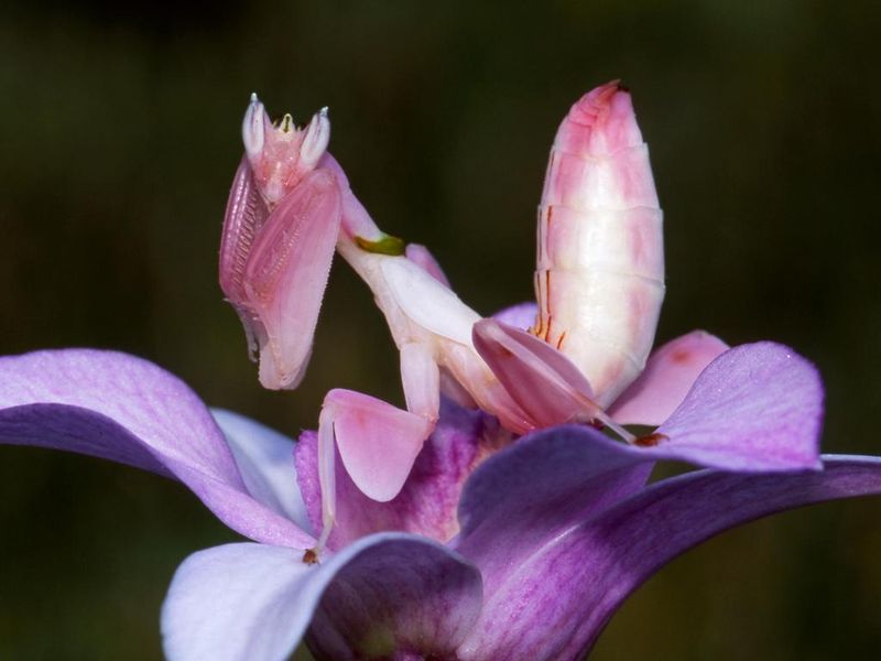 Orchid Mantis