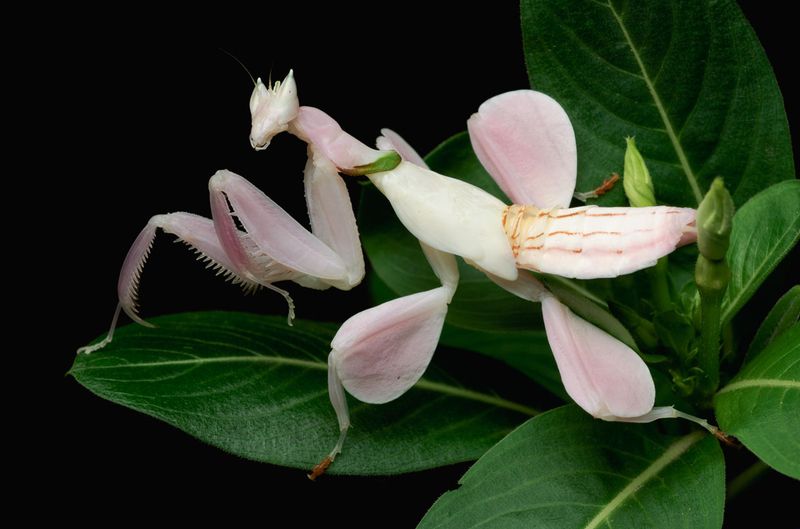 Orchid Mantis