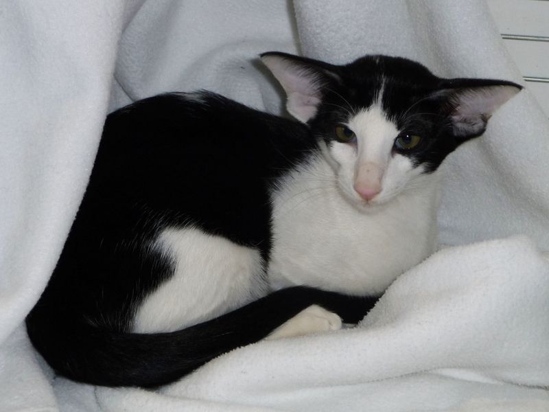 Oriental Shorthair