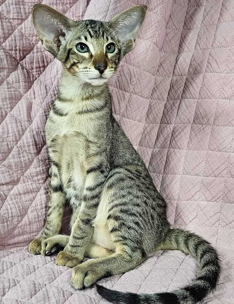 Oriental Shorthair