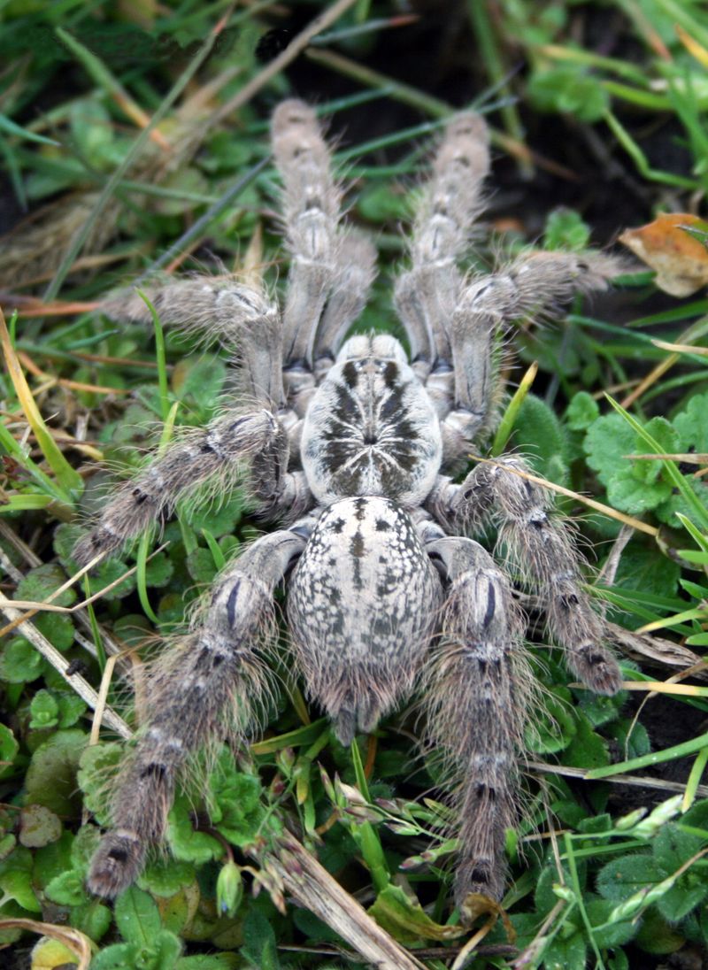 Ornamental Baboon Tarantula