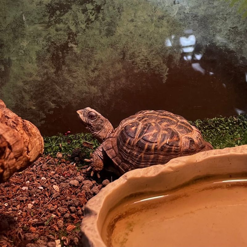 Ornate Box Turtle