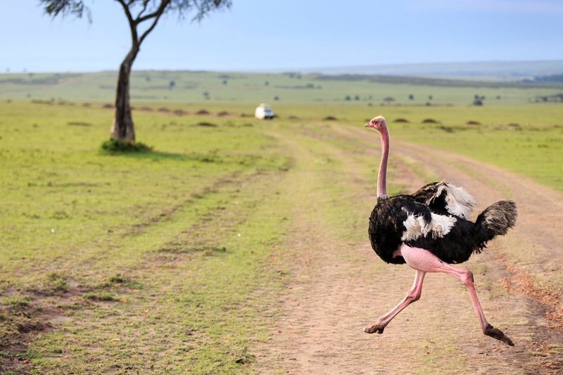 Ostrich