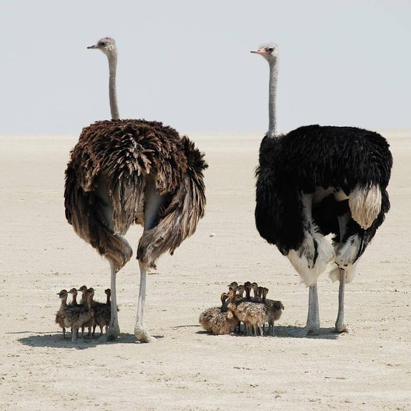 Ostriches