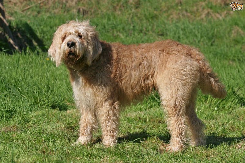 Otterhound