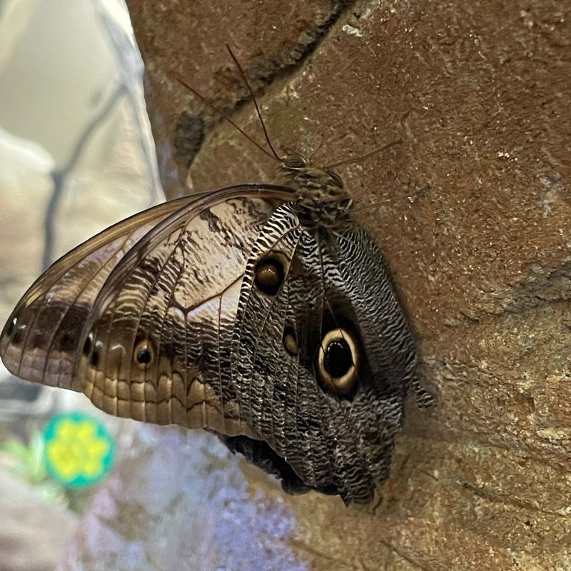 Owl Butterfly