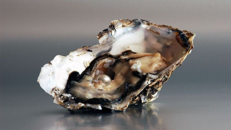 Oysters