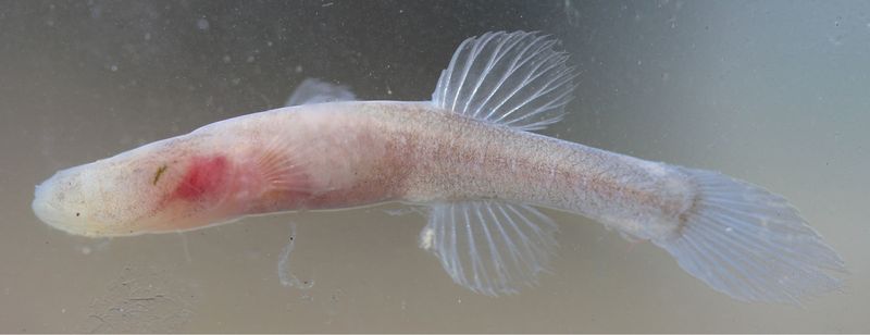 Ozark Cavefish