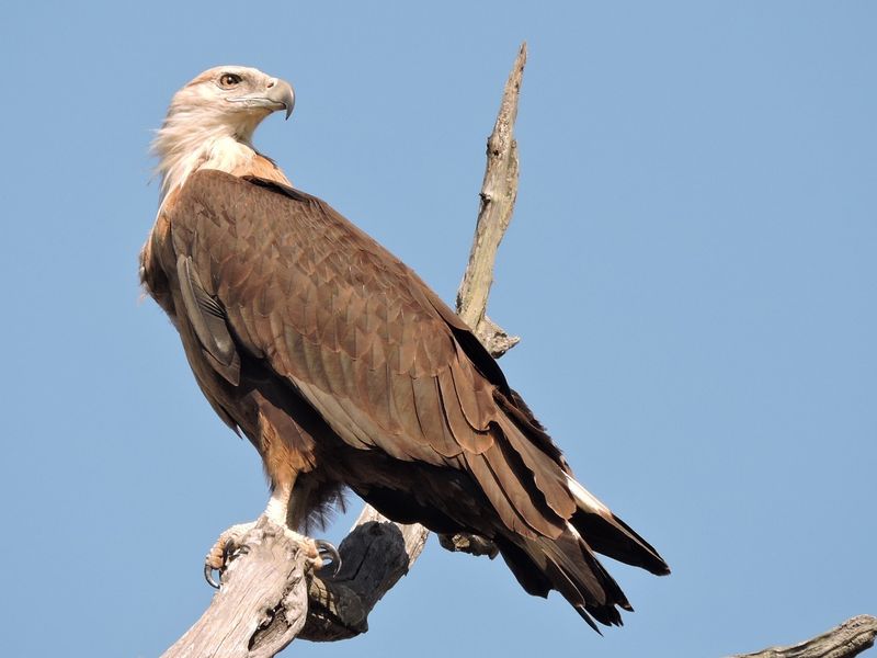 Pallas's Fish Eagle