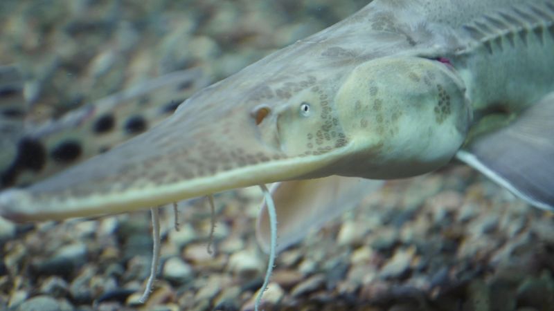 Pallid Sturgeon