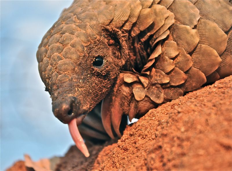 Pangolin