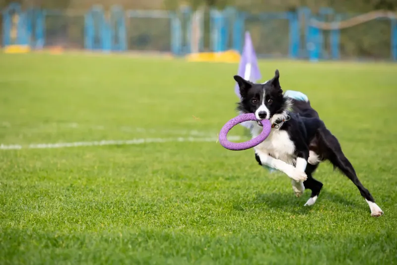 Park Fetch Games