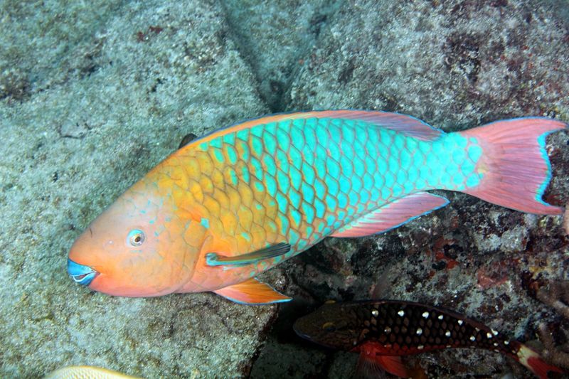 Parrotfish