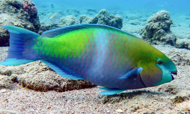 Parrotfish